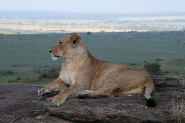 Fototapeta na wymiar Lion posing on rock