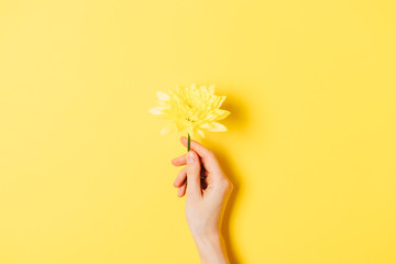 Fresh bright flower in female's hand