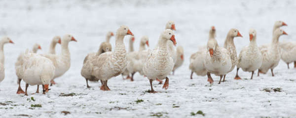 many white geese on a snovy meadow in winter. Portrait.