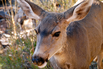 Naklejka na ściany i meble close up on head of female deer