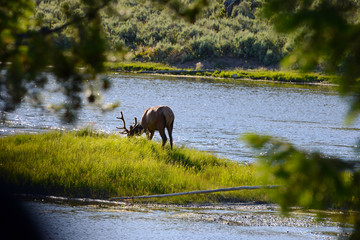deer grazing on pasture next to river in Yellowstone National Park