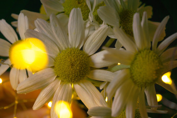 light blur Christmas decoration daisy flower