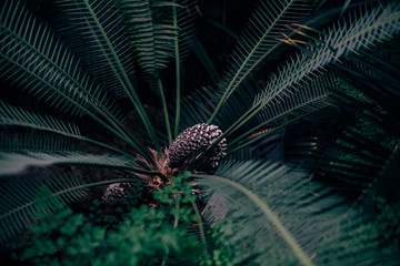 Naklejka na ściany i meble Palm with cones and spores