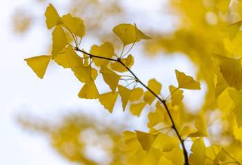 shining ginkgo leaves under sky 