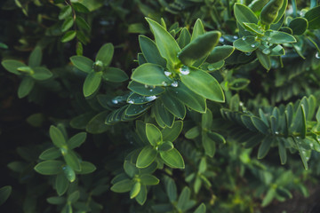 2019 Green flower cactus vintage nature garden red flowers