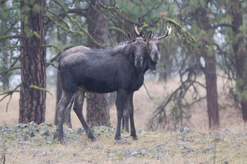 Two bull moose together standing 