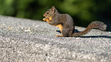 Naklejka na ściany i meble Close up of a squirrel eating
