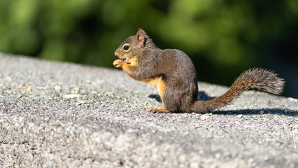 squirrel eating nut