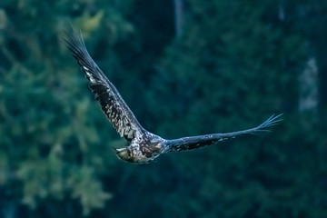 Bald Eagle in flight in British Columbia Canada