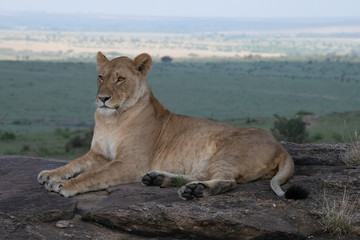 Fototapeta na wymiar Lioness posing on rock