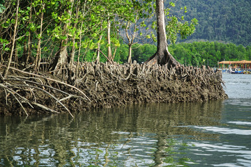 close up of aerial roots of mangrove trees