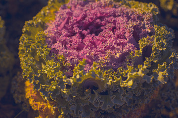 Decorative cabbage, ornamental cabbage, cauliflower, Brassica oleracea