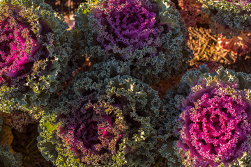 Decorative cabbage, ornamental cabbage, cauliflower, Brassica oleracea