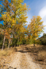 Obraz premium Trees with orange autumn tone