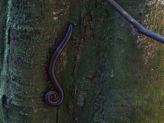 black centipede crawling on a tree
