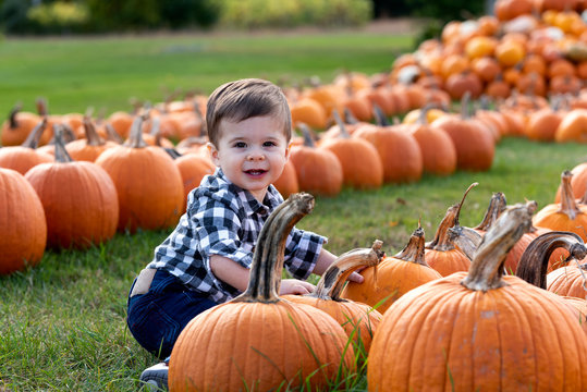 Toddler age boy in pumpkin patch
