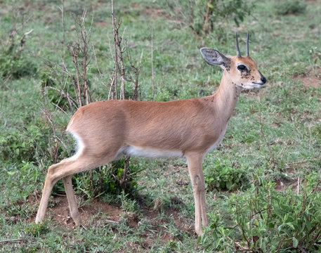 Impala In Massai Mara