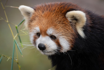 Naklejka premium Red Panda