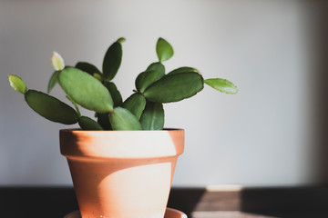 Easter cactus in terra cotta pot © Joyce Vincent