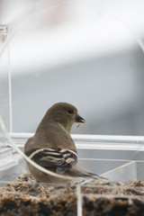American Goldfinch in a bird feeder