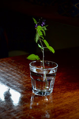 Belladonna, Deadly Nightshade (Atropa belladonna) cut and in a glass