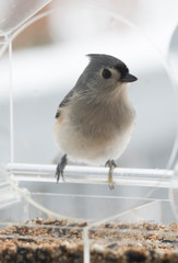 Tufted titmouse in winter