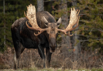 Moose in Jasper Canada