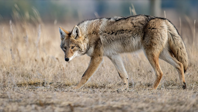 Coyote in Banff Canada