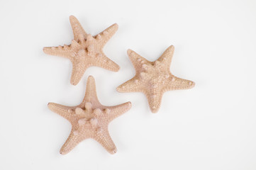 Fototapeta na wymiar Three peach sand colored starfish isolated