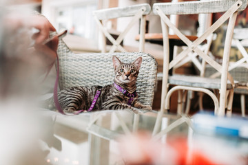 Cute, little domestic cat with leash in a restaurant, pet-friendly cafe
