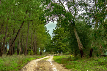 Fototapeta na wymiar Caminho ou estrada na floresta portuguesa