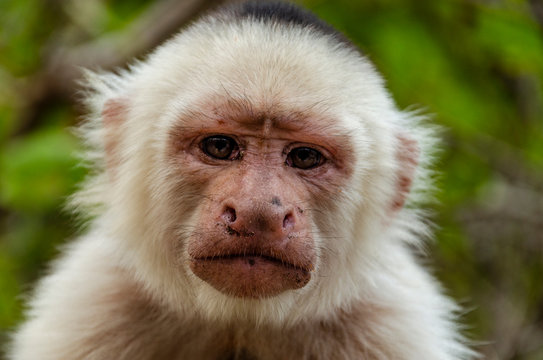 Retrato Mono Cariblanco
