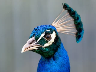 Keuken spatwand met foto peacock portrait up close of Male © DesiDrew Photography