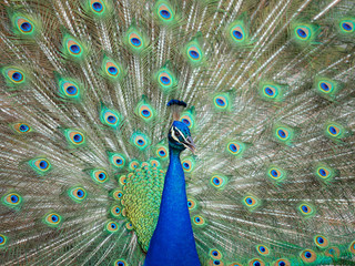 Obraz premium Peacock fanned out feathers
