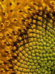 Bee in Sunflower with Pollen