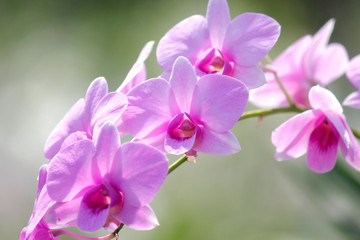 Naklejka na ściany i meble closeup of beautiful orchid flower