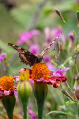 butterfly on a flower