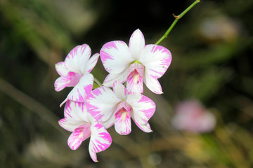 Fototapeta na wymiar closeup of beautiful orchid flower