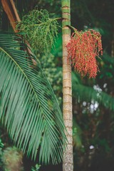 Palm fruits, native palm tree tree. Contrast of nature.