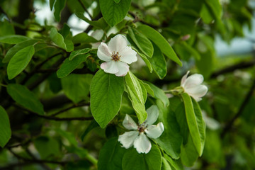 Obraz na płótnie Canvas Quince tree blooming in spring with white flowers
