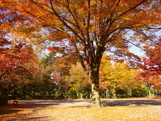 黄葉の欅のある朝の公園風景