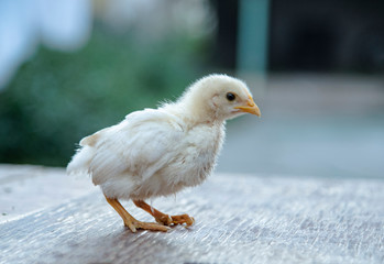chicken © Шамиль Алиев