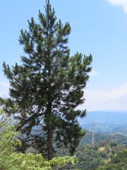 Fototapeta na wymiar Pine tree seen over the mountains