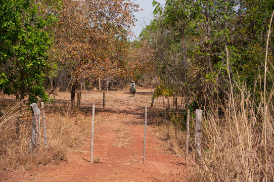 dry vegetation in rural central brazil