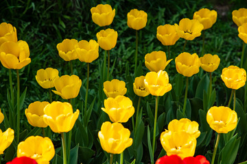 Fototapeta premium Blooming tulips