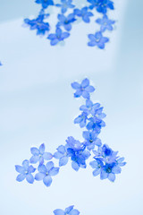 水に浮かぶ青い花