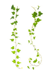 ivy isolated on white background,Natural green texture - obrazy, fototapety, plakaty