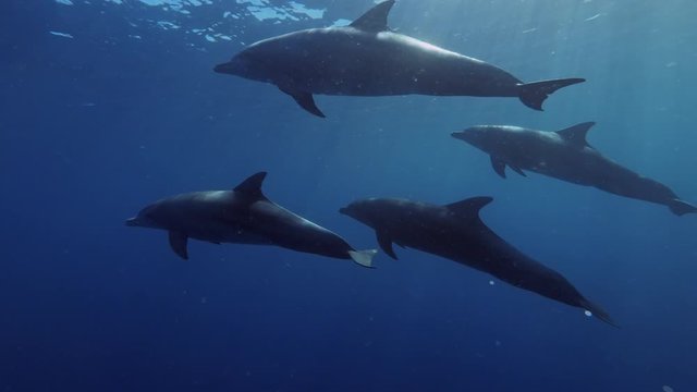 Dolphins pod underwater in deep blue sea water
