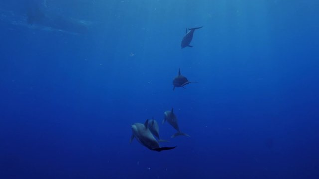 Dolphins pod underwater in deep blue sea water