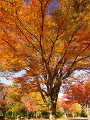 朝の公園の黄葉の欅